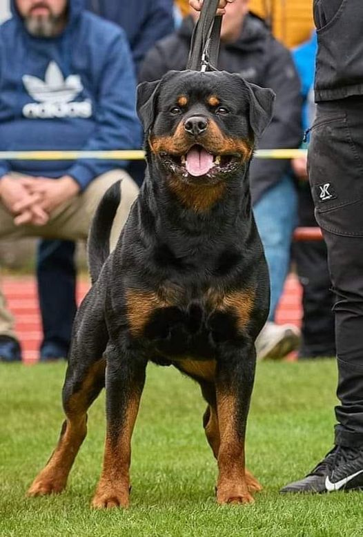 stallone Tedesco Rottweiler