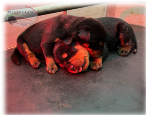 cucciolata rottweiler